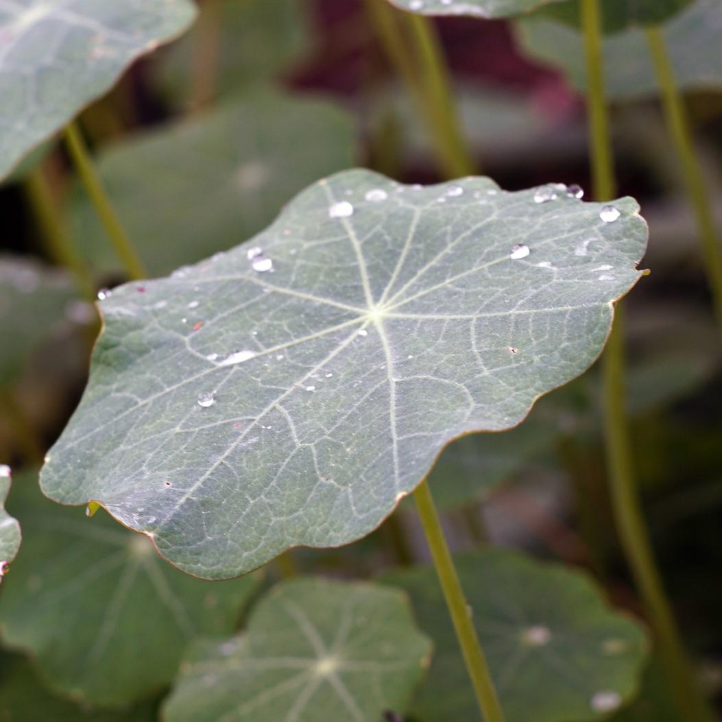 Nasturtium Blue Pepe - Microgreen Sprouting - Premier Seeds Direct