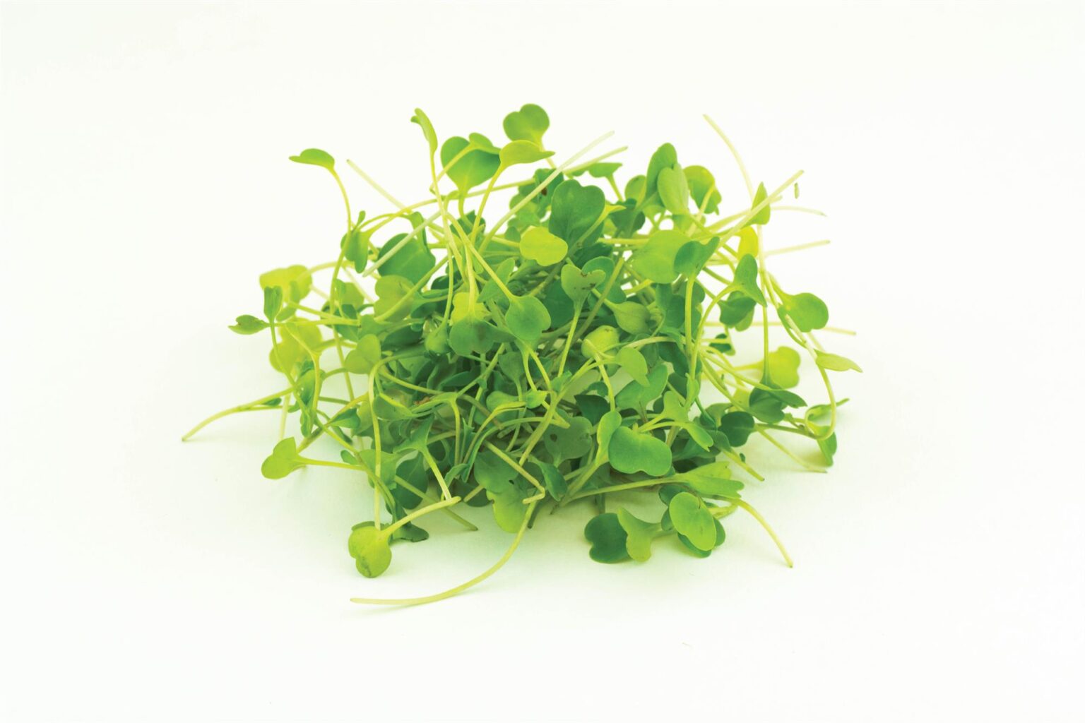 Microgreen Rocket Wild Premier Seeds Direct
