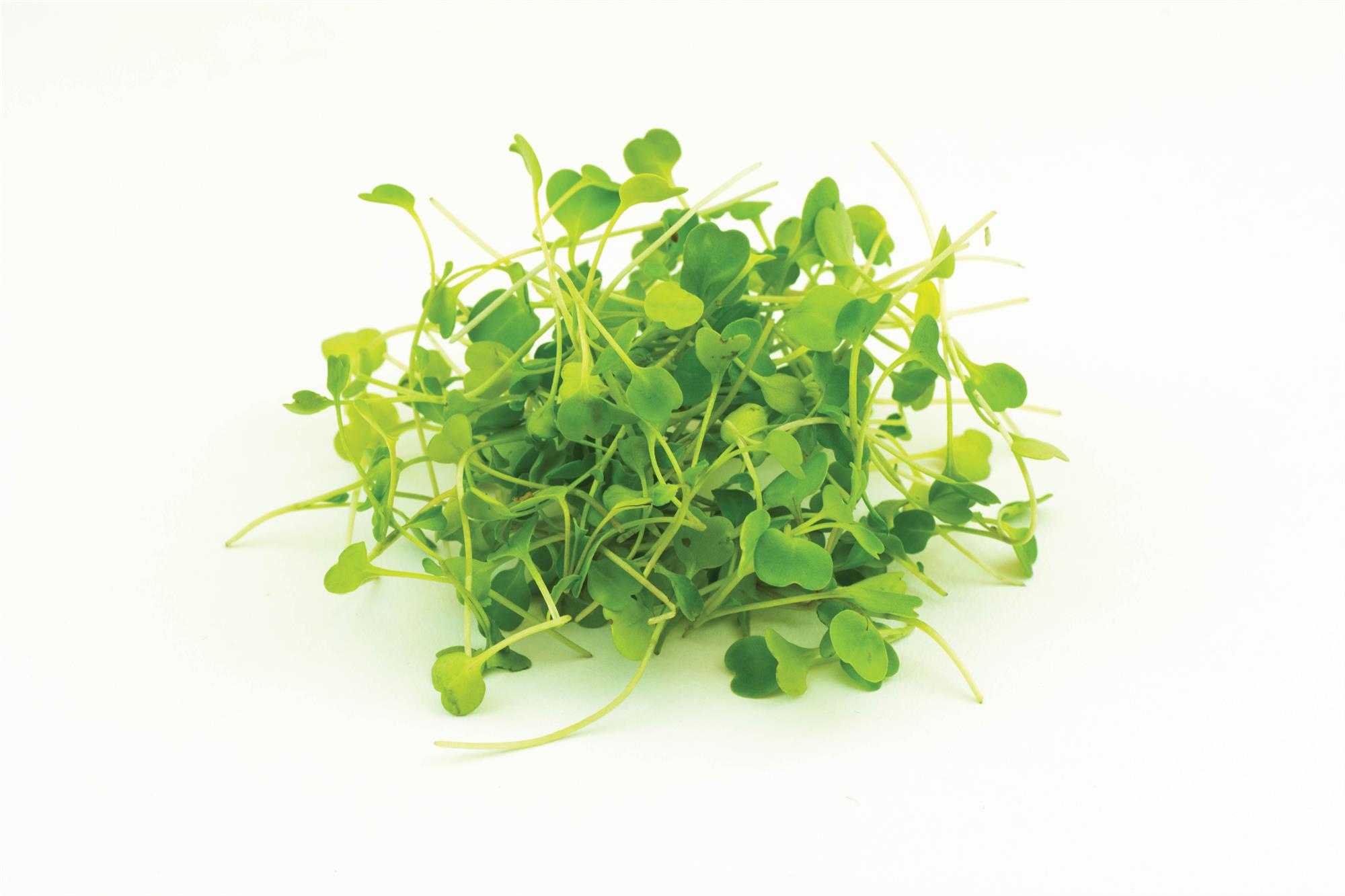 Rocket Wild Microgreen/Sprouting Premier Seeds Direct