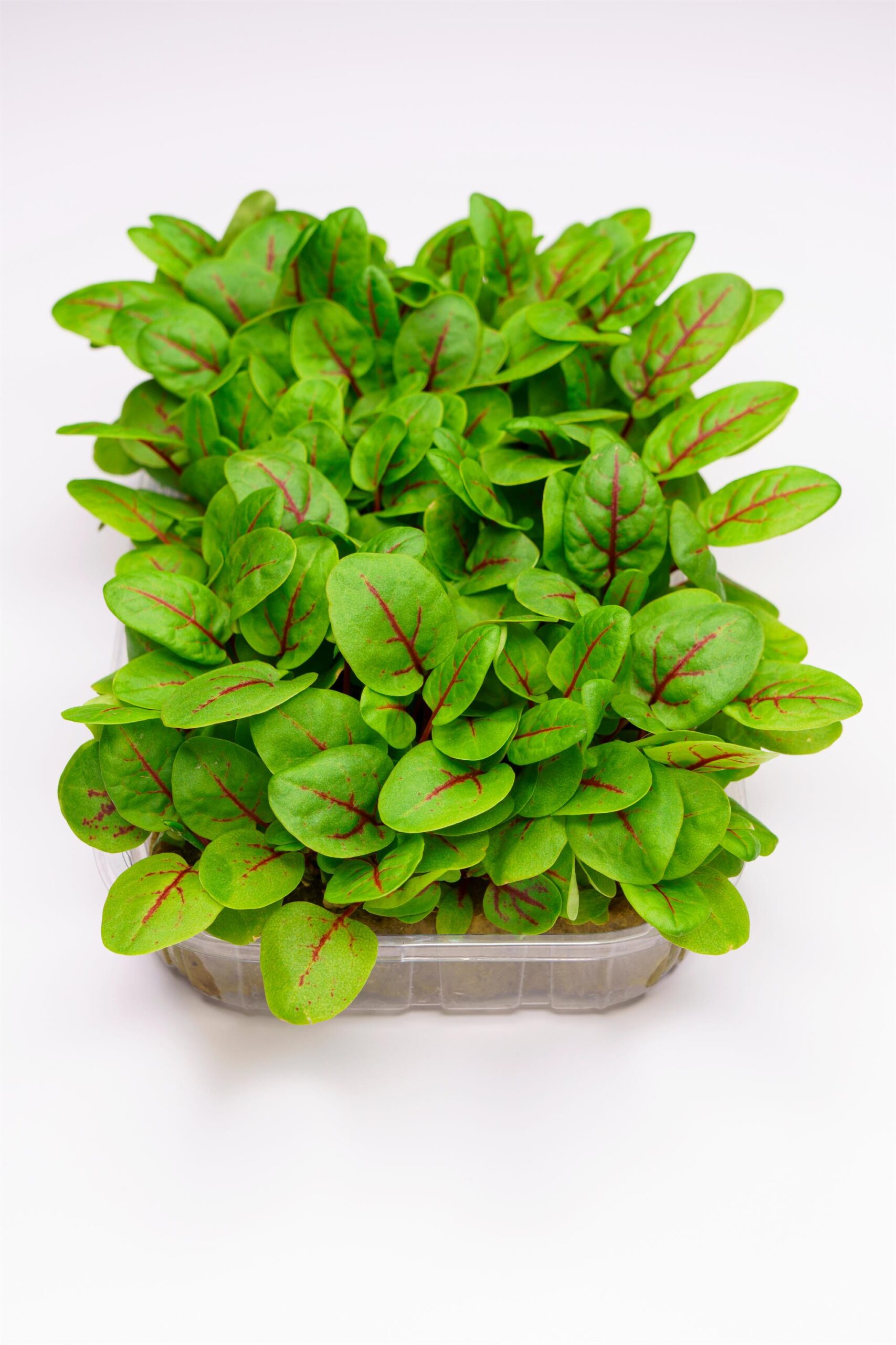 Sorrel Red Veined Microgreen/Sprouting Premier Seeds Direct