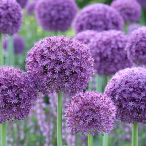 Allium Bulbs