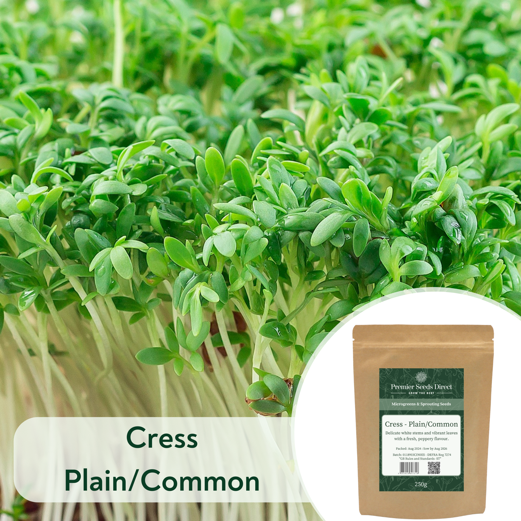 Cress PlainCommon