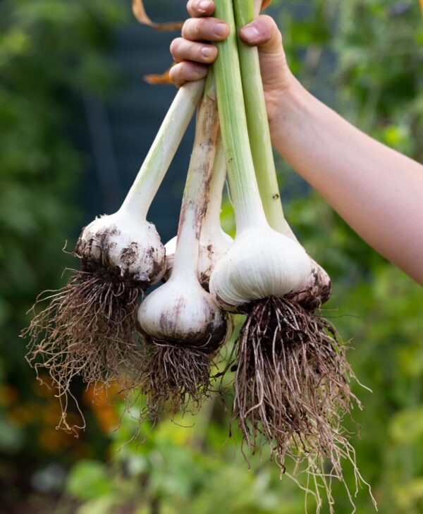 The Garlic Trio - Image 4