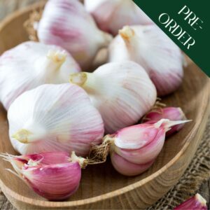 Garlic Cloves - Morado