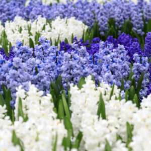 Hyacinth Bulbs