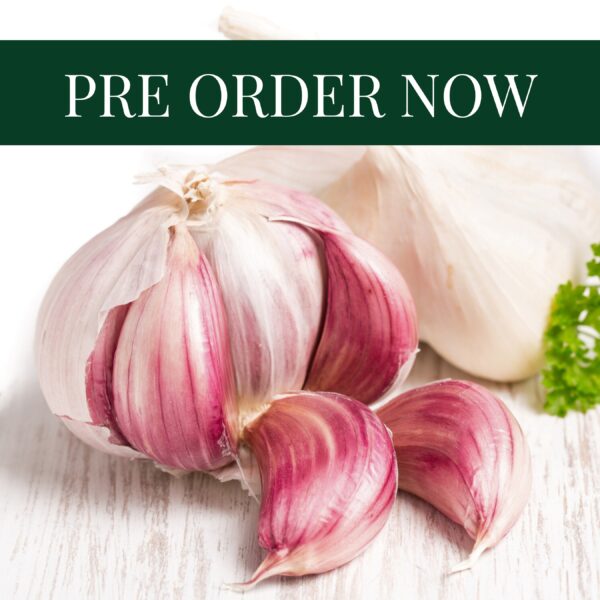 Garlic Cloves - Morado