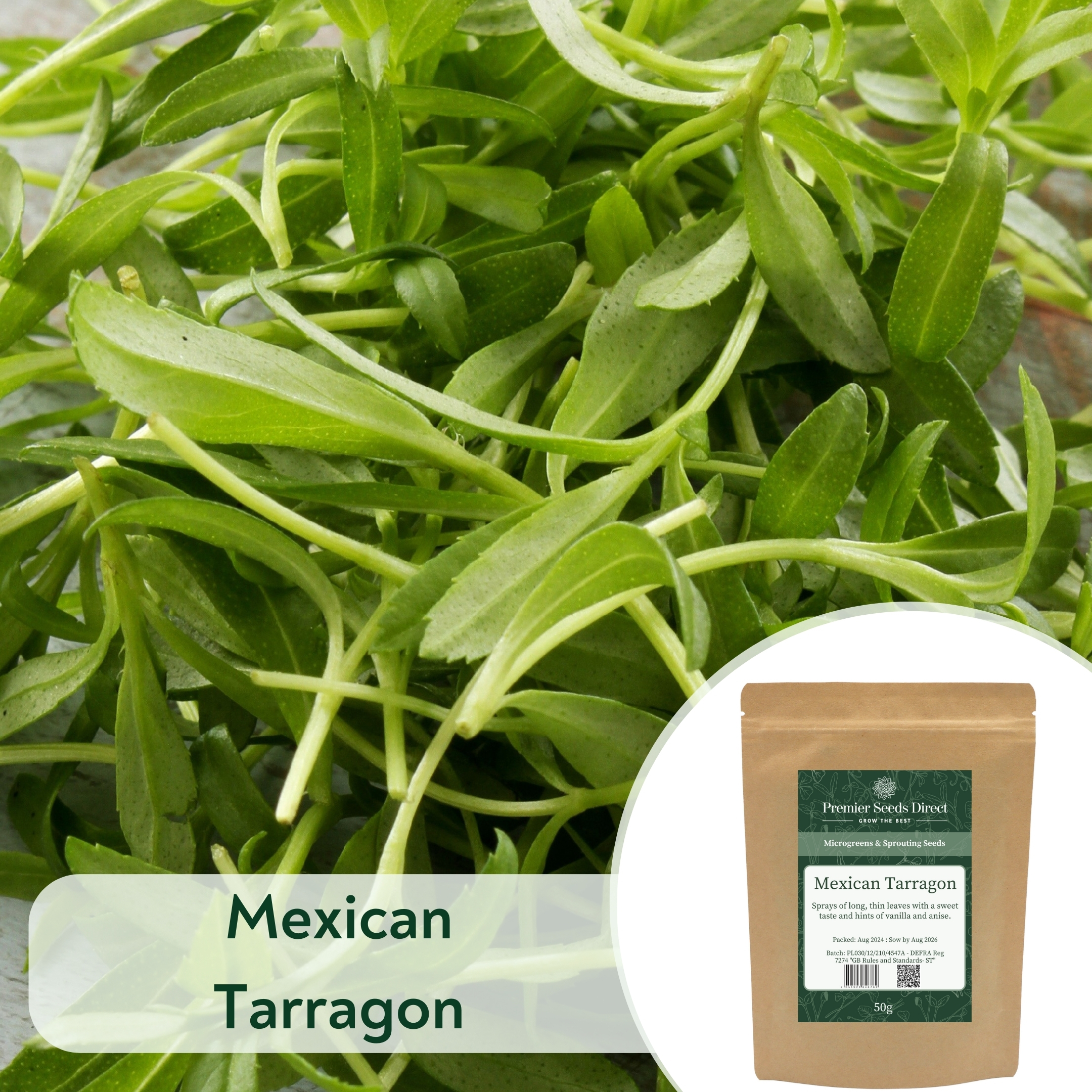 Mexican Tarragon