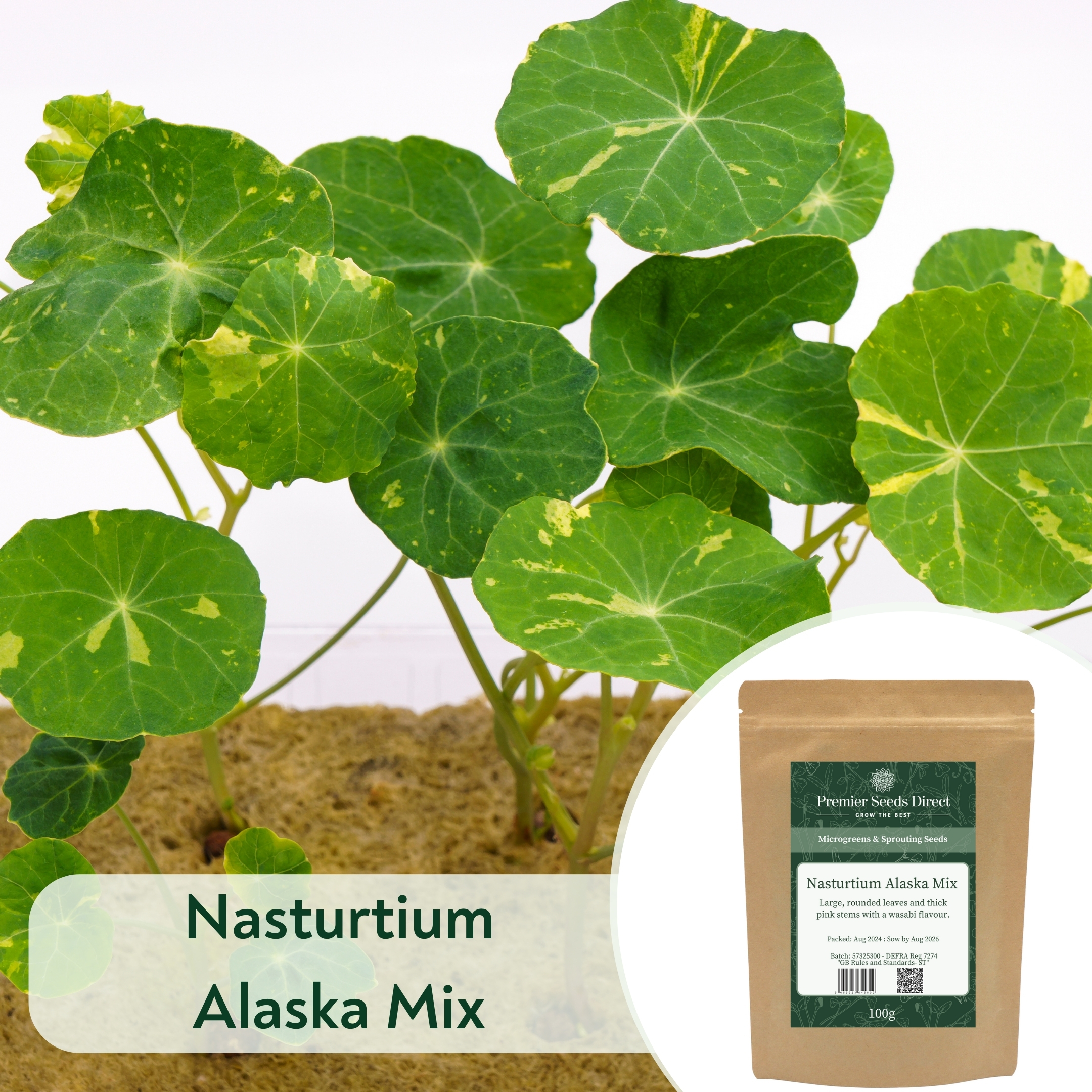 Nasturtium Alaska Mix