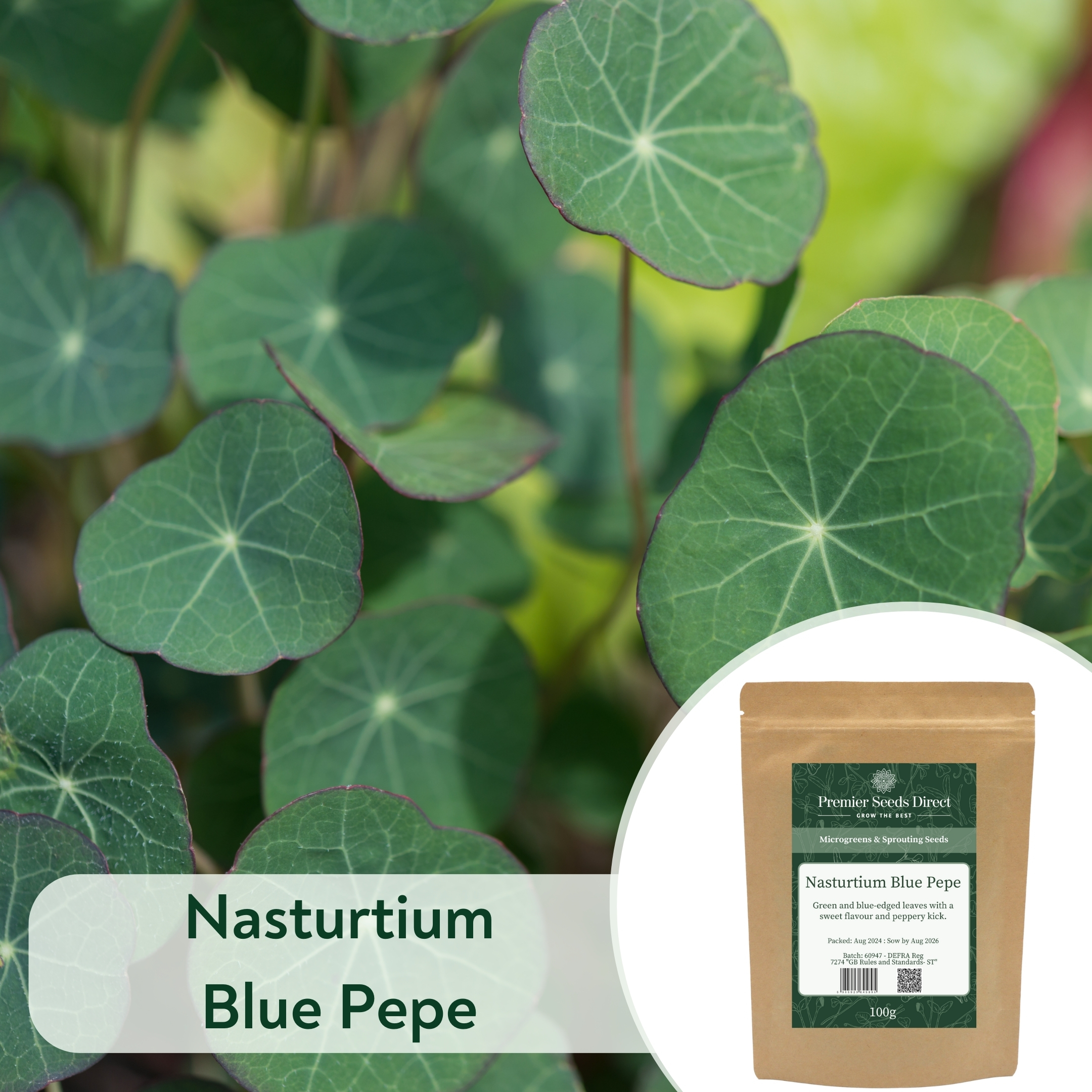 Nasturtium Blue Pepe