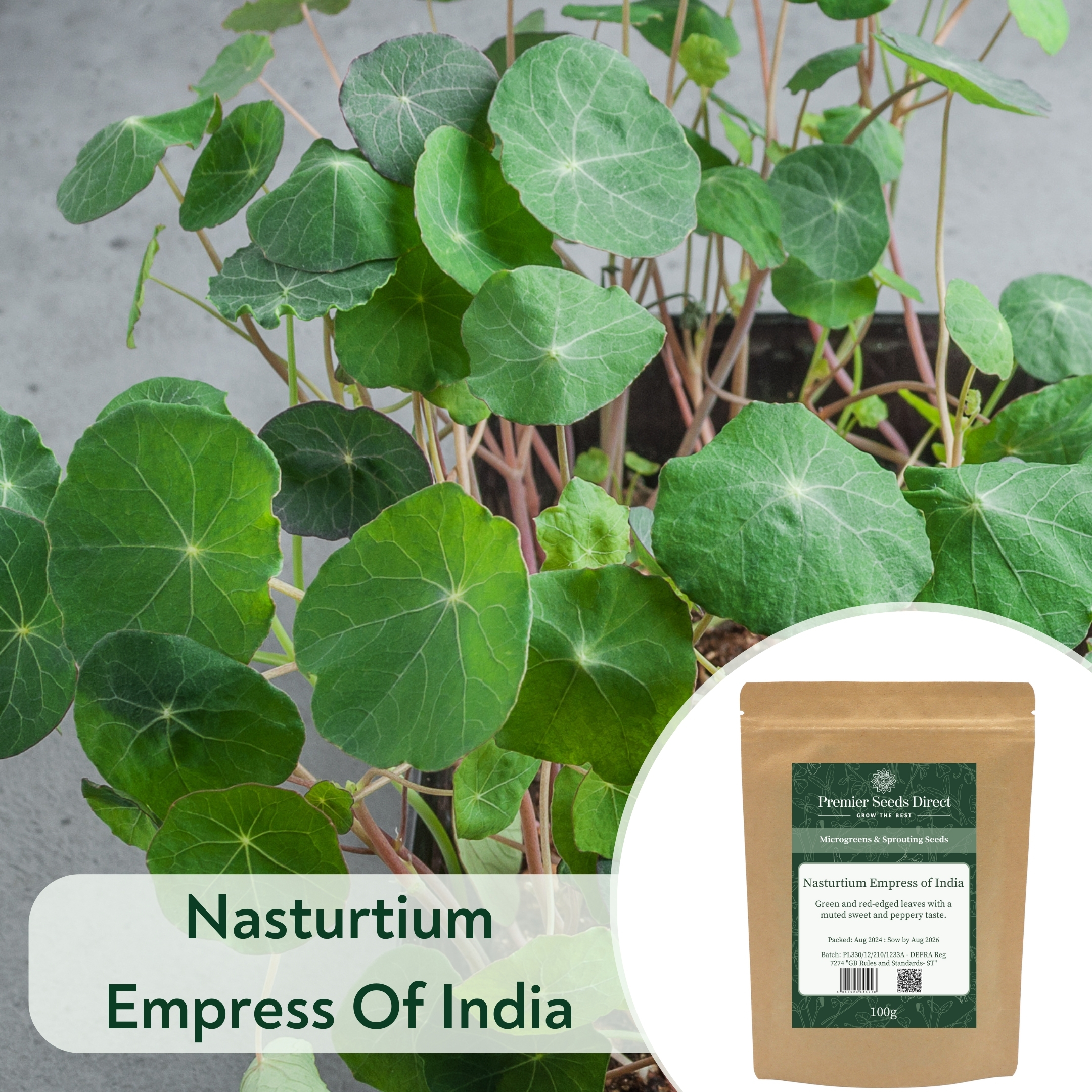 Nasturtium Empress Of India