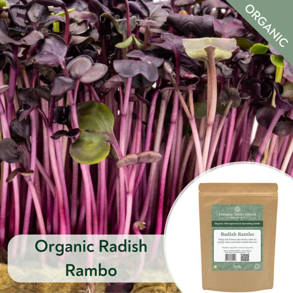 Organic Radish Rambo - Microgreen/Sprouting - Premier Seeds Direct