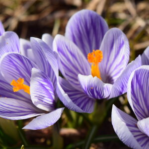 Crocus Bulbs