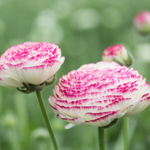 Ranunculus Bulbs