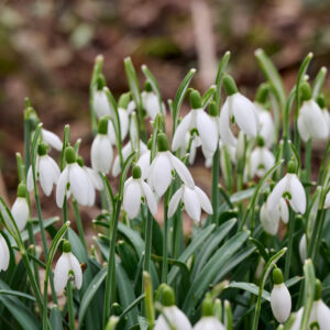 Snowdrop Bulbs