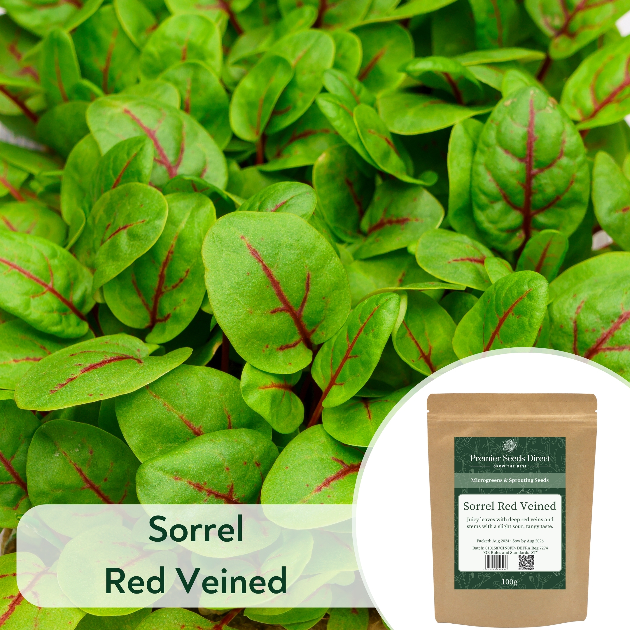 Sorrel Red Veined