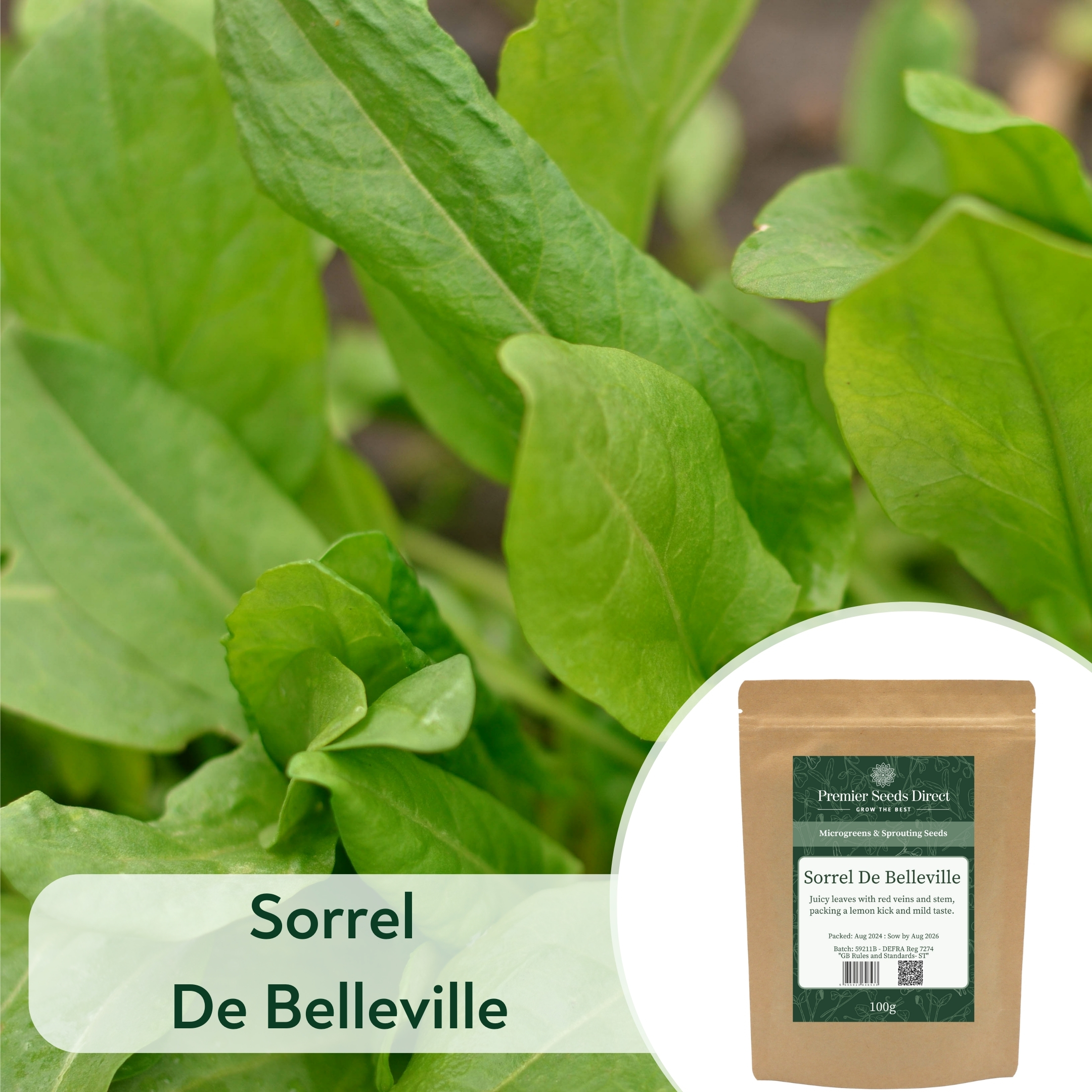 Sorrel de belleville