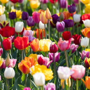 Tulip Bulbs