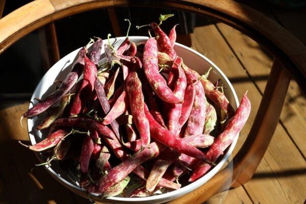 Dwarf Italian Borlotto Bean Lingua Di Fuoco