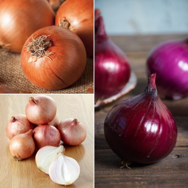Onion Spring Collection