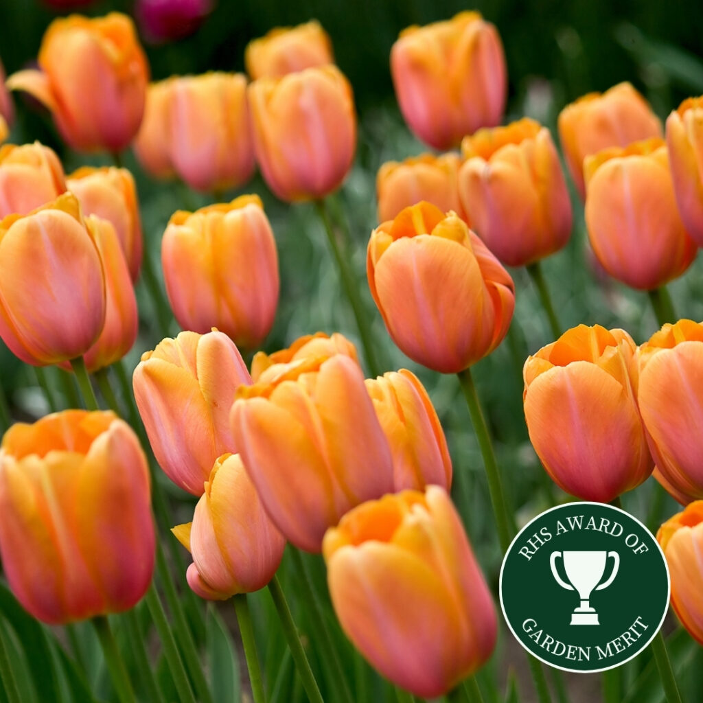 Tulip - Apricot Beauty - Premier Seeds Direct