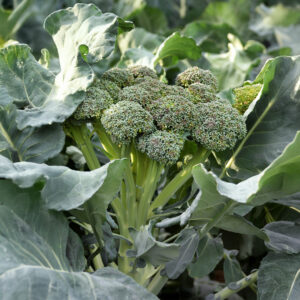 Broccoli Tenderette F1