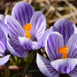 Crocus Pickwick