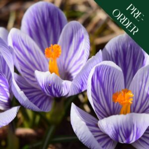 Crocus - Pickwick