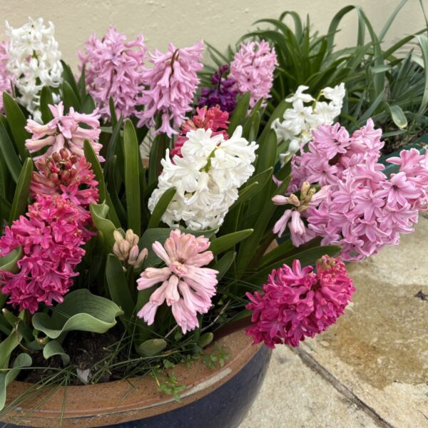 Hyacinth Passion Mix - Image 2