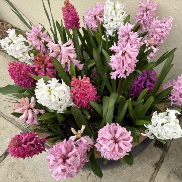 Hyacinth Passion Mix - Image 3