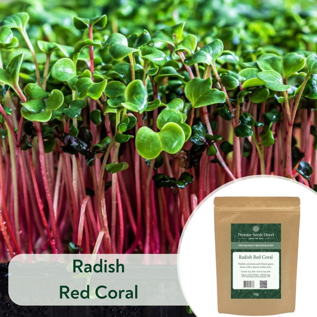 Radish Red Coral (1)