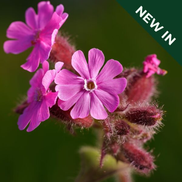 Wild Flower - Silene Dioica (Red Campion)