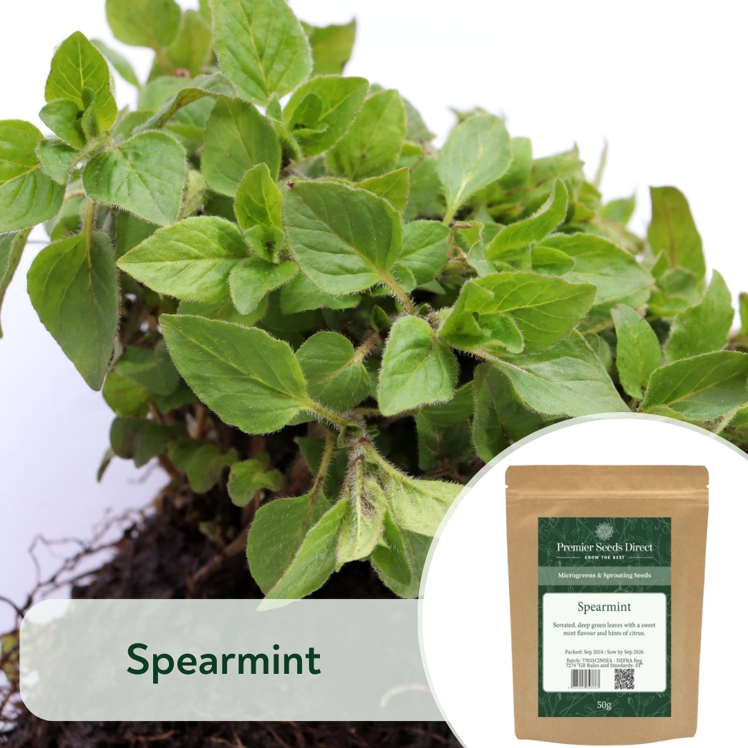 Spearmint (1)