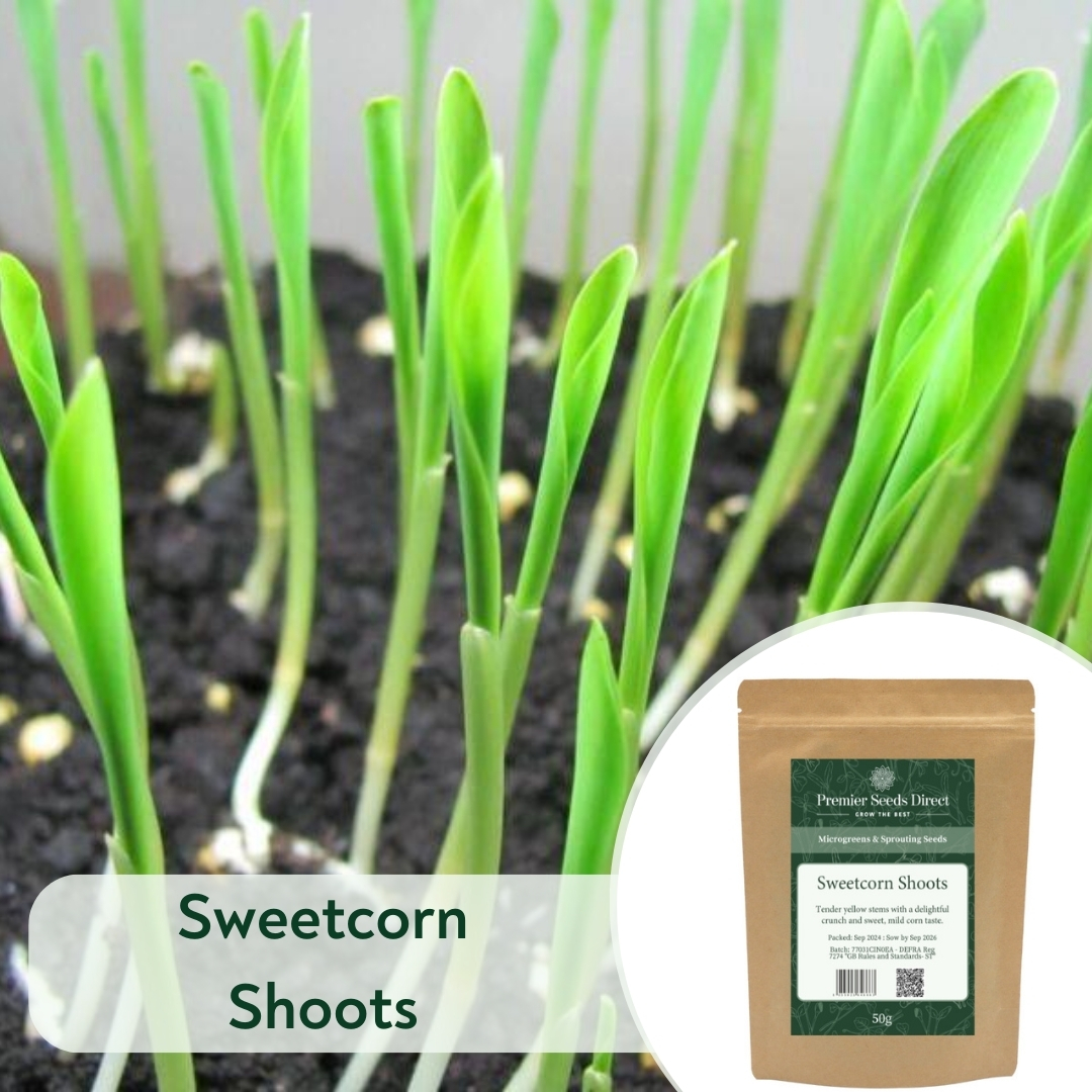 Sweetcorn Shoots (1)