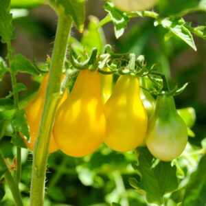 Tomato Yellow Submarine