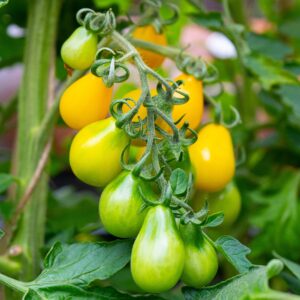 Yellow Submarine tomatoes ripening on the vine with leafy green foliage