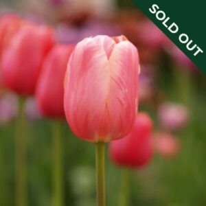 A single stem Menton Tulip flower with peach red orange petals in a field with other tulips in the background