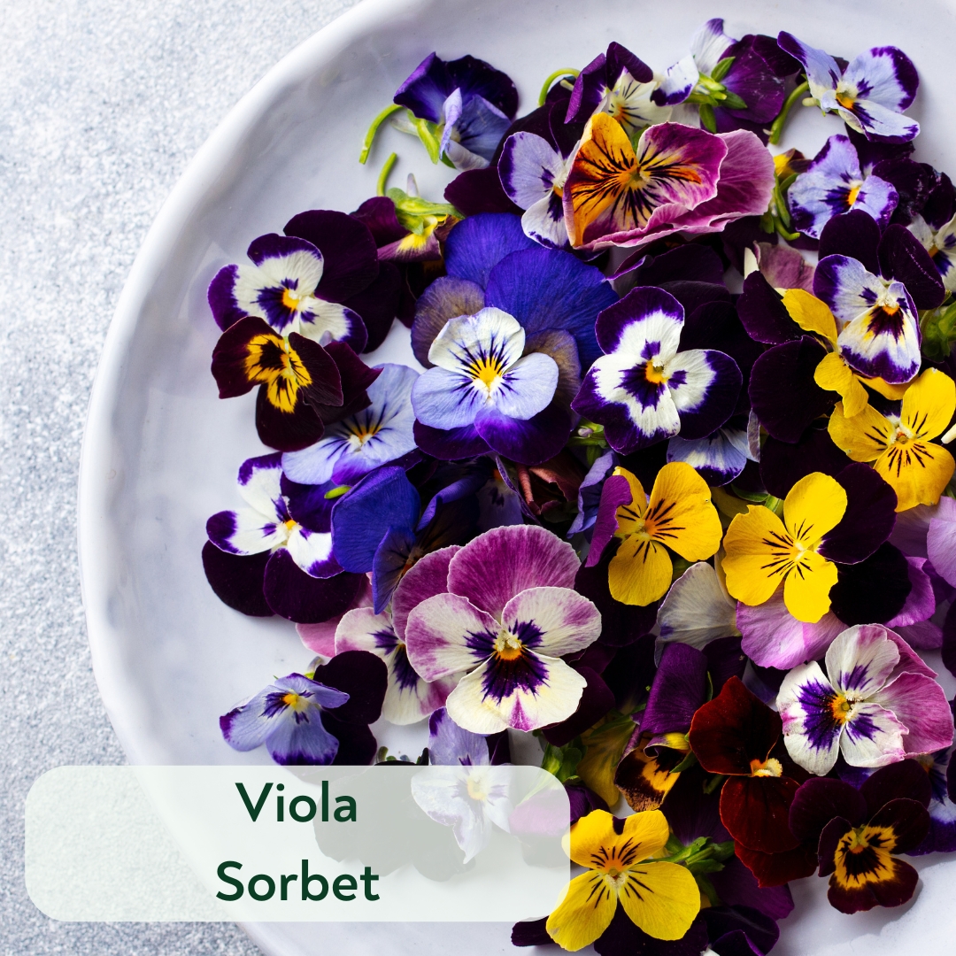 Viola Sorbet