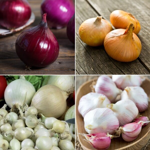 Onion & Garlic Spring Collection