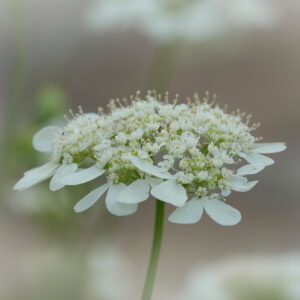 A close up image of the white petals of Orlaya Grandiflora