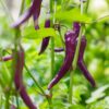 Pepper Hot - Buena Mulata - Image 2