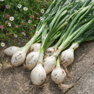 Onion White Star (Spring)