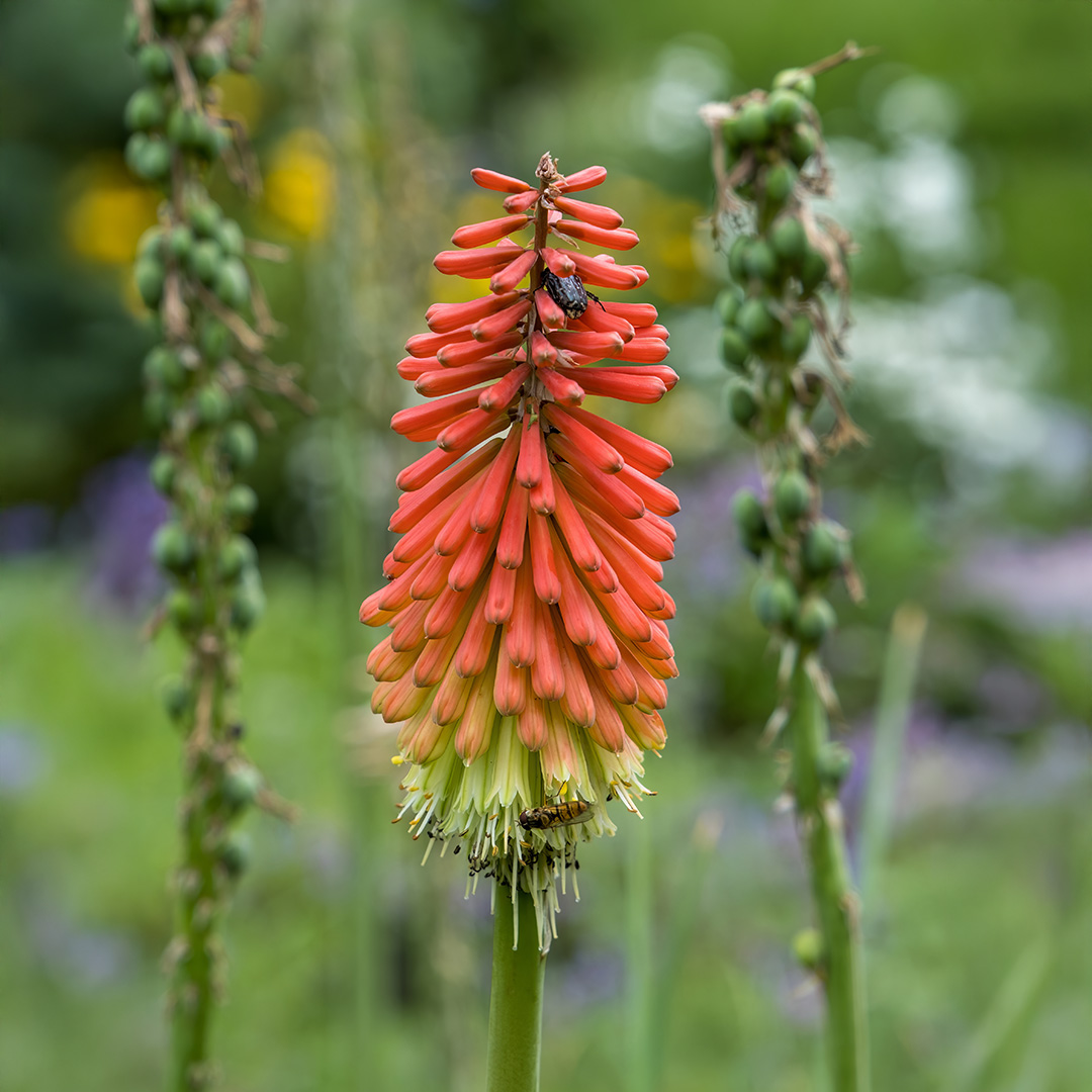 Kniphofia (Red Hot Poker) Crown Hybrid