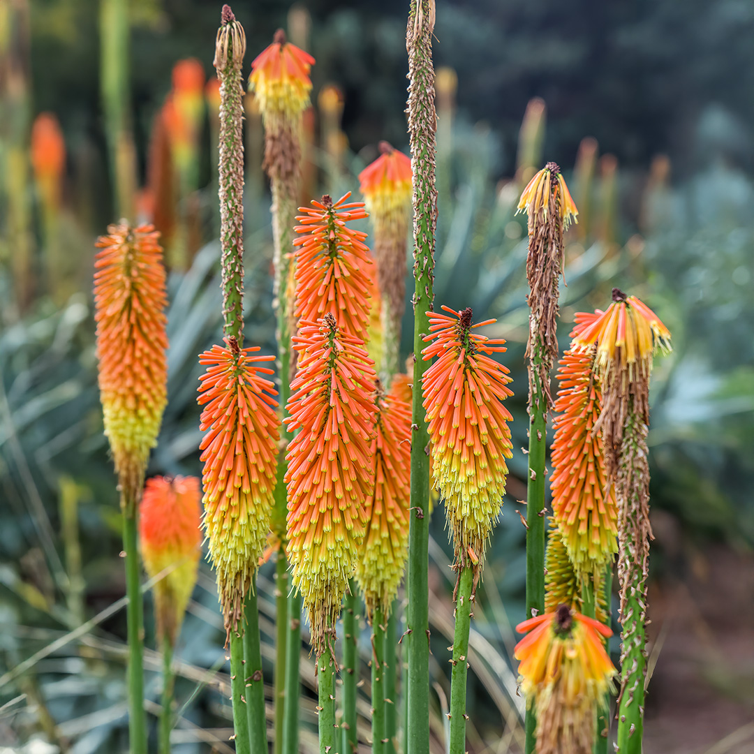 Kniphofia (Red Hot Poker) Crown Hybrid - Image 2