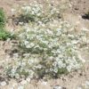 Orlaya Grandiflora - Image 2