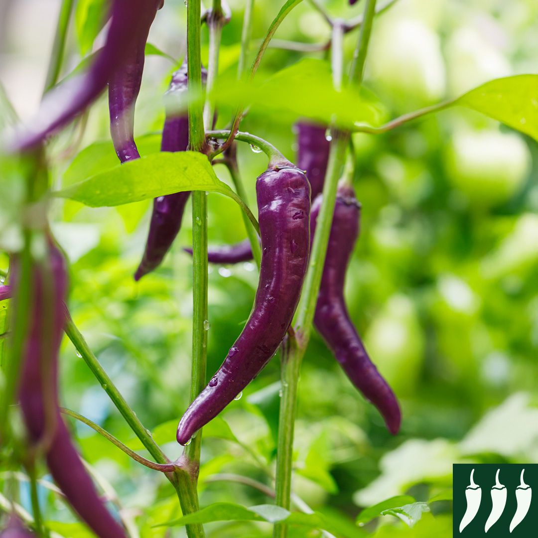 Pepper Hot - Buena Mulata