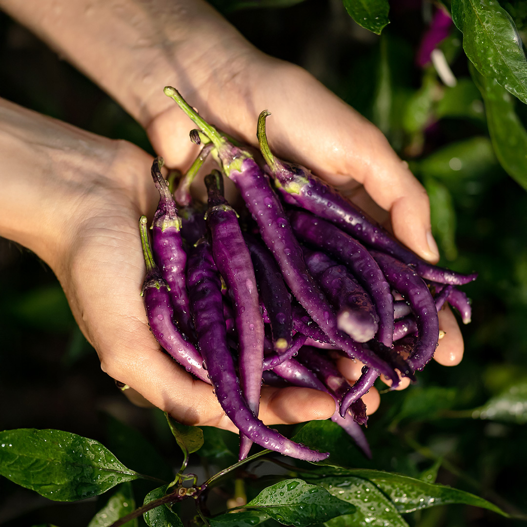 Pepper Hot - Buena Mulata - Image 2