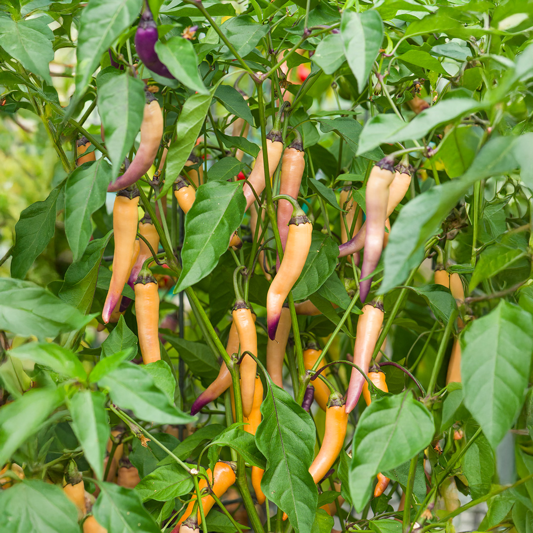 Pepper Hot - Buena Mulata - Image 3