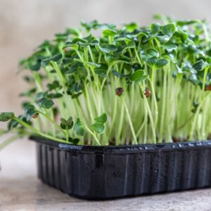 Organic Sprouting Radish Daikon (White)