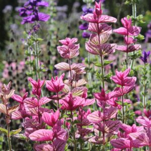 Salvia 'Pink Sundae'