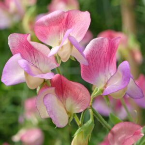 A Sweet Pea flower of the Spanish Dancer variety in pinks and purples on the stem